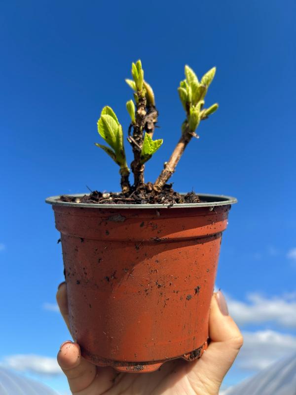 Крупнолистные новинки 