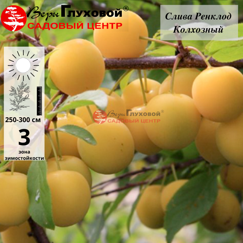 Слива Ренклод Колхозный