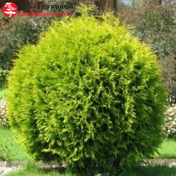 Основное изображение товара