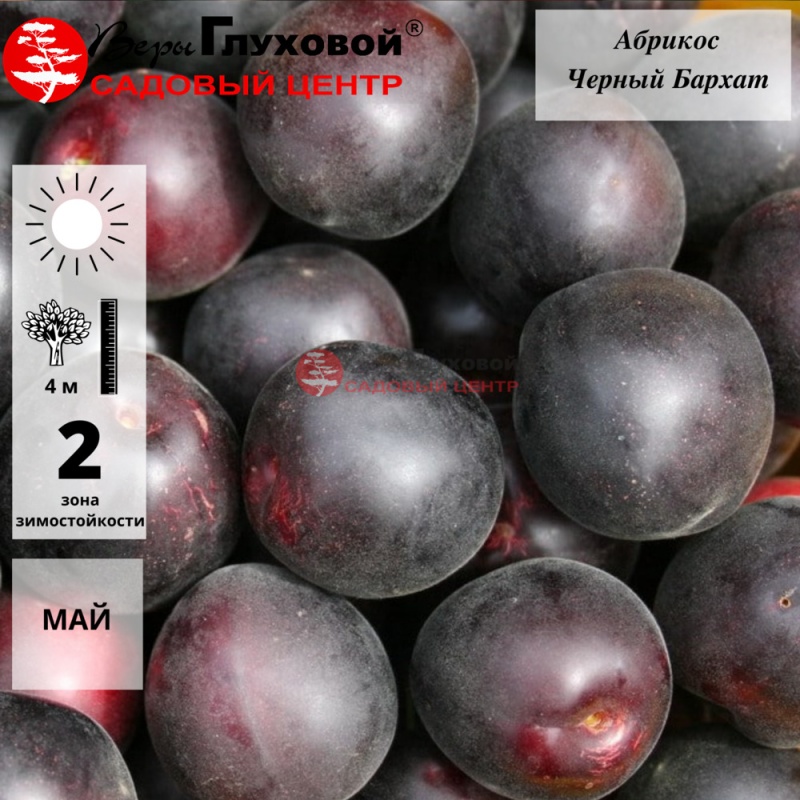 Абрикос Черный Бархат