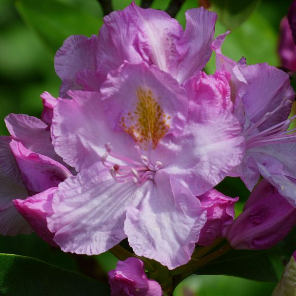 Основное изображение товара