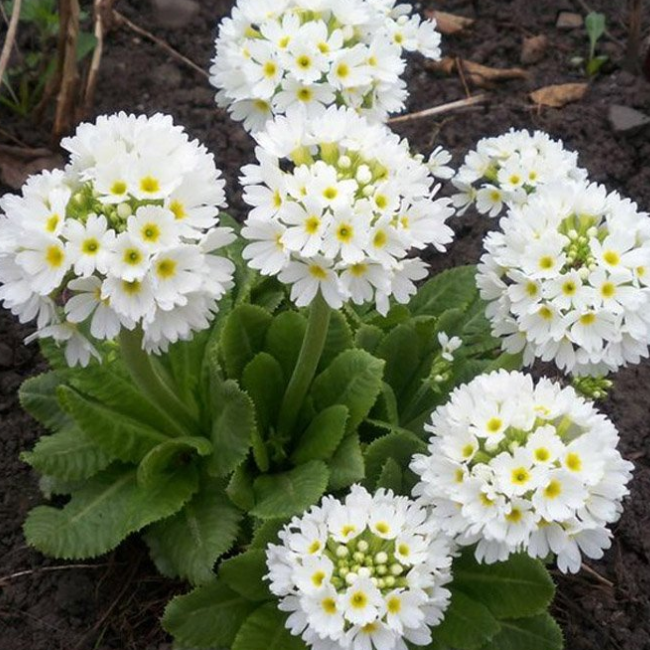 Основное изображение товара