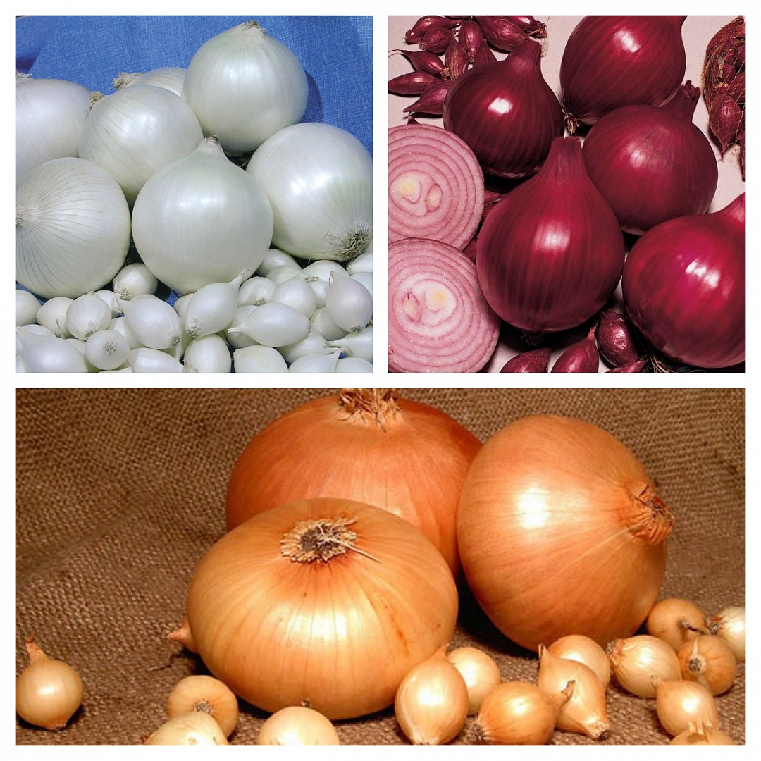 В продаже появился Лук Севок В продаже появился Лук Севок