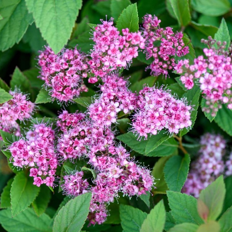 Основное изображение товара