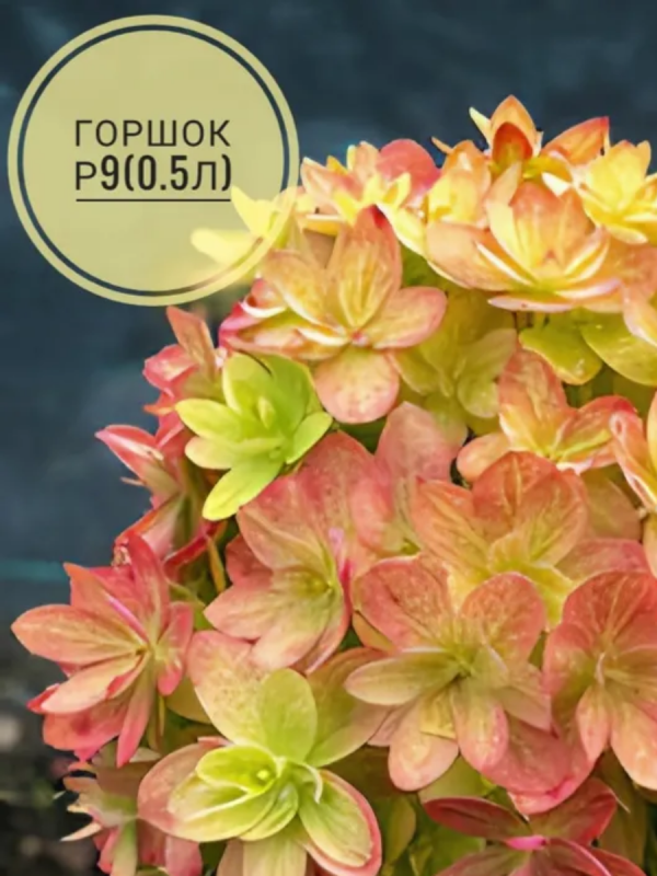 Стартовала продажа гортензии Мечта Лесково в магазине Гортензия Shop на Wilberries.