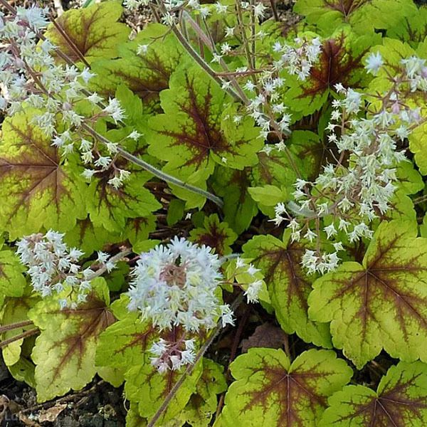 Основное изображение товара