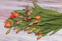 Наши тюльпаны! Приглашаем оптовых и розничных покупателей. 