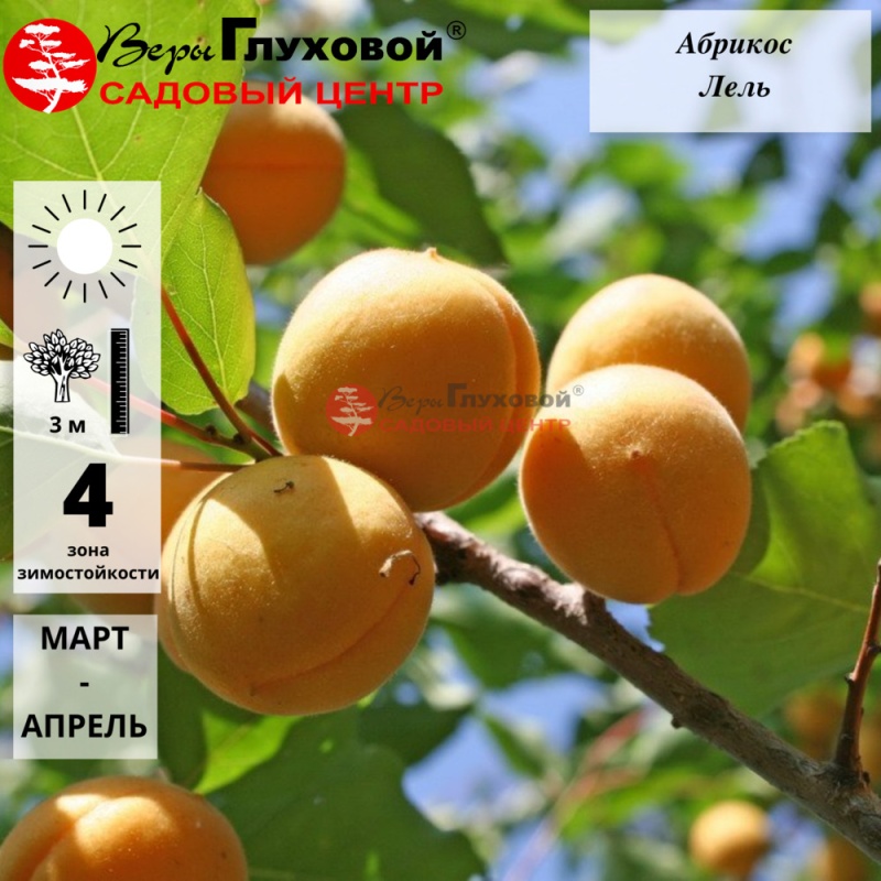Абрикос Лель