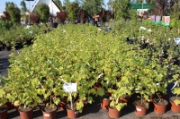 Новое поступление плодовых растений