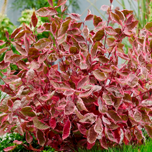 Основное изображение товара