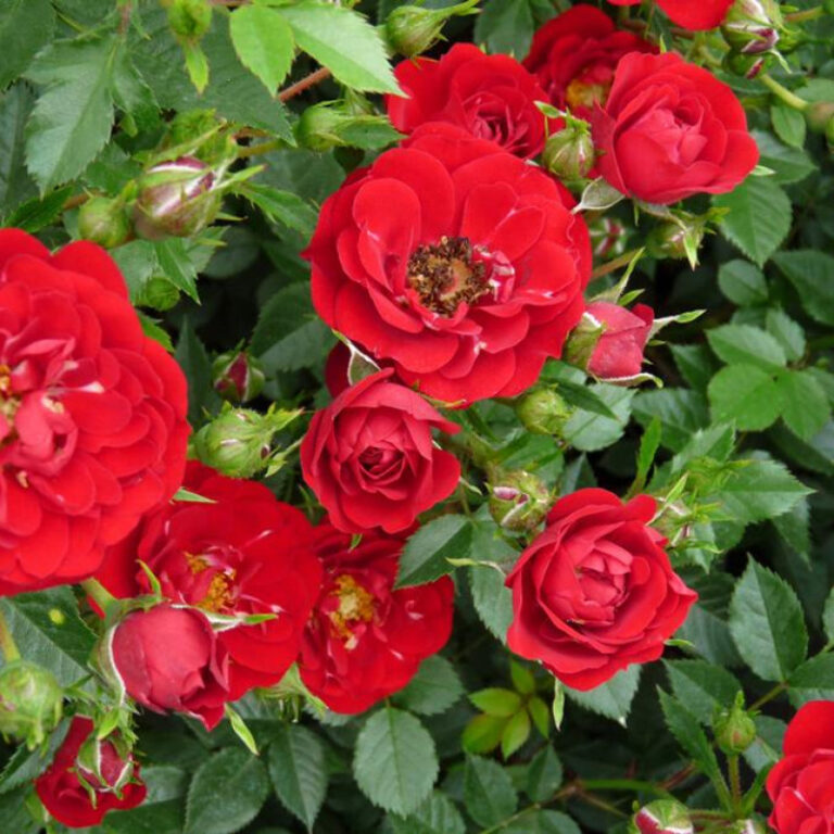 Роза миниатюрная Red Fairy