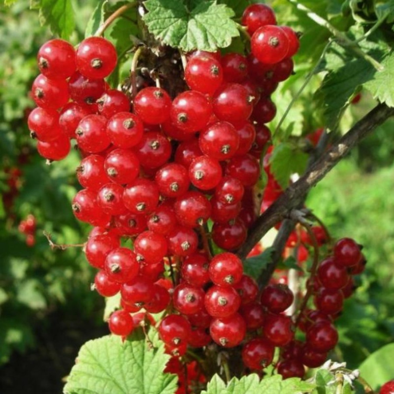 Основное изображение товара