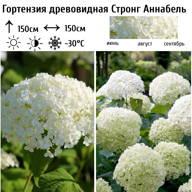 Гортензия древовидная Стронг Аннабель
