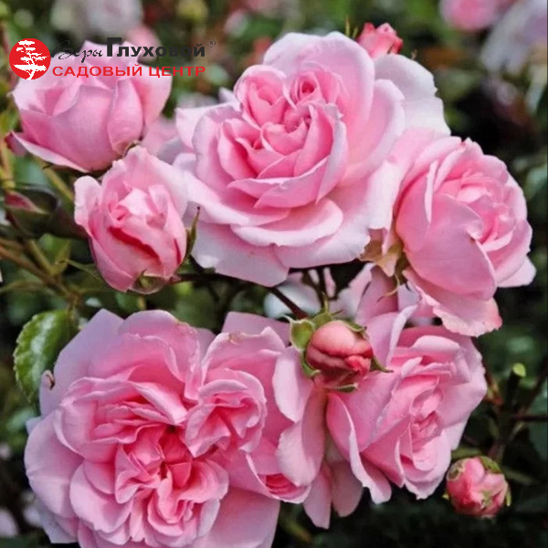 Роза флорибунда Home & Garden