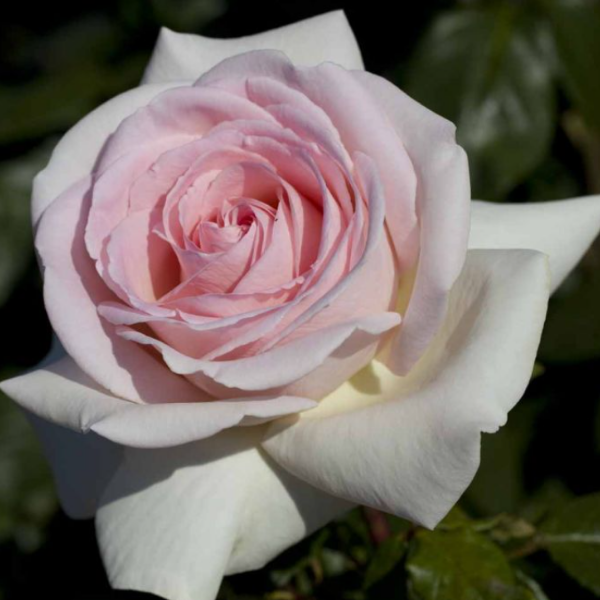 Основное изображение товара