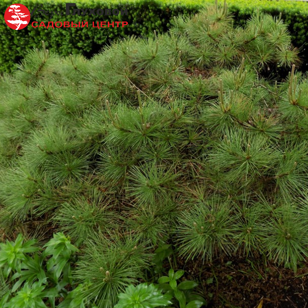 Основное изображение товара