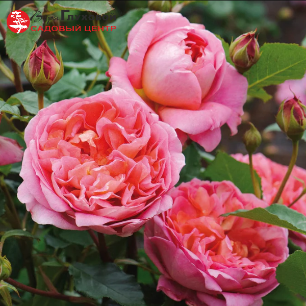 Основное изображение товара