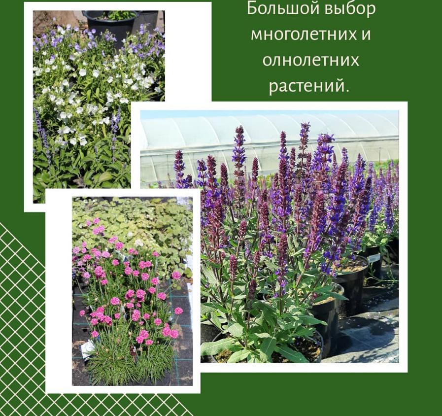 Разнообразие многолетних цветов Разнообразие многолетних цветов