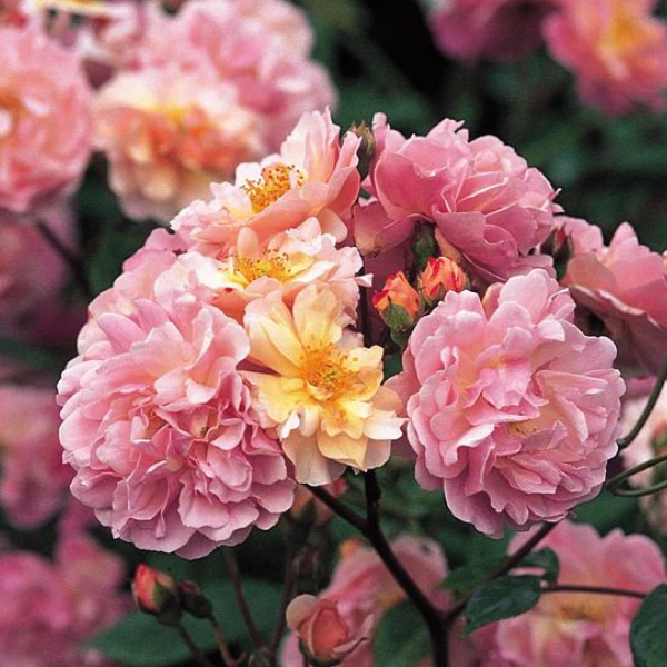 Роза мускусная Cornelia