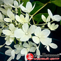 Первое цветение гортензий 2020