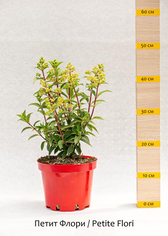 Новинки гортензий сезона 2022-2023 года