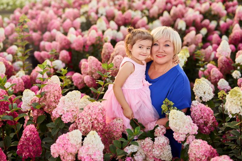 Гортензия Самарская Лидия – отличный подарок !