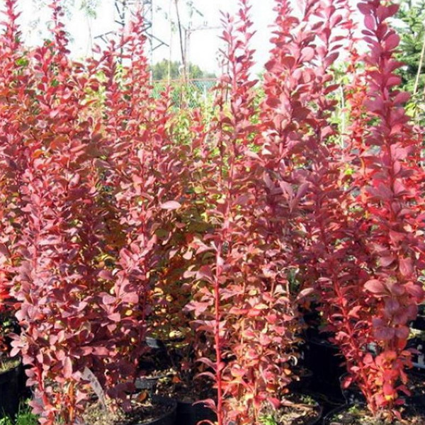 Основное изображение товара