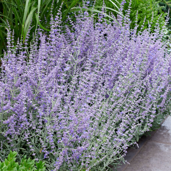 Основное изображение товара