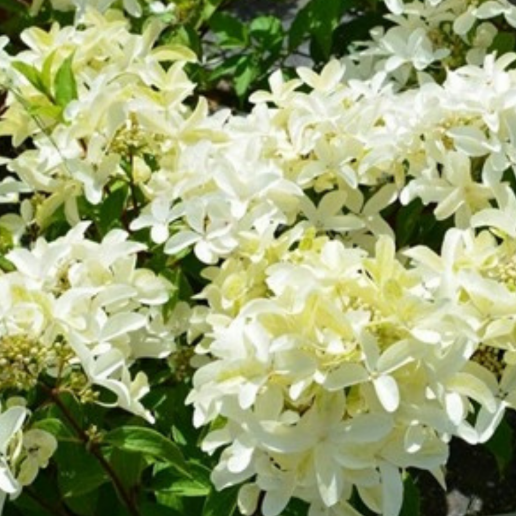 Стар розе.png