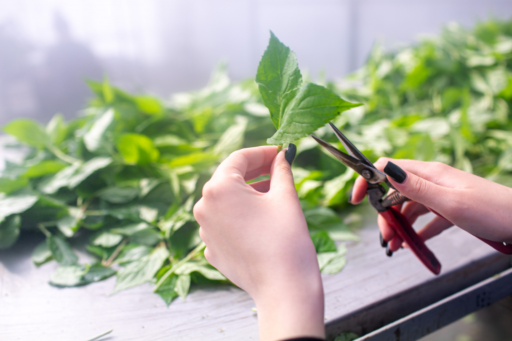 2 заготовка черенка.jpg