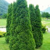 Туя западная (Thuja occidentalis) Холмструп 120-140 С10 ПК/25