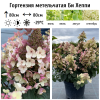 Гортензия метельчатая (Hydrangea paniculata) Би Хеппи  С3 СП/25