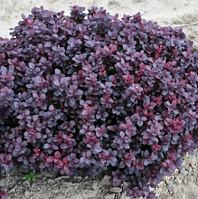 Основное изображение товара