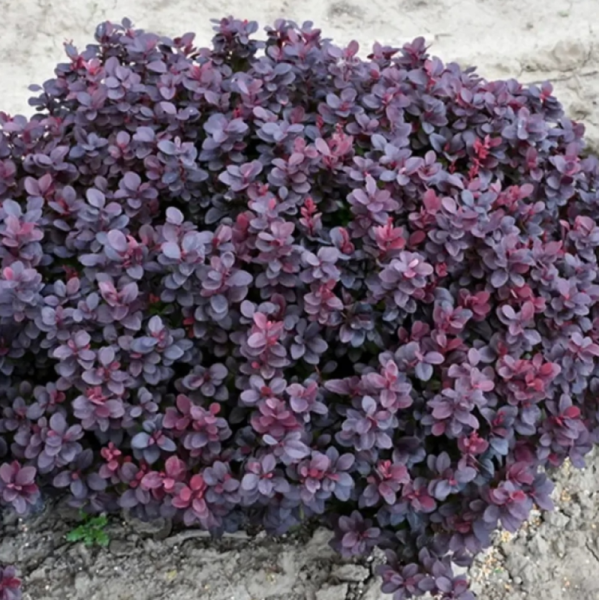 Основное изображение товара