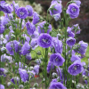 Колокольчик персиколистный (Campanula persicifolia) Ла Белль С2 ГлХ/26