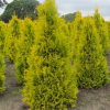 Туя западная (Thuja occidentalis) Голден Смарагд   С3 СП/25