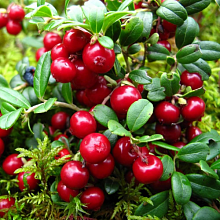 Основное изображение товара