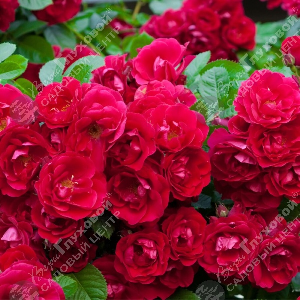 Роза миниатюрная "Rote The Fairy" на фото