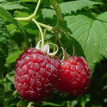 Рисунок 138.jpg