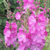 Сидальцея (Sidalcea) Кэнди Герл С2 ГлХ/26
