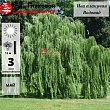 Ива плакучая 