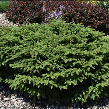 Основное изображение товара