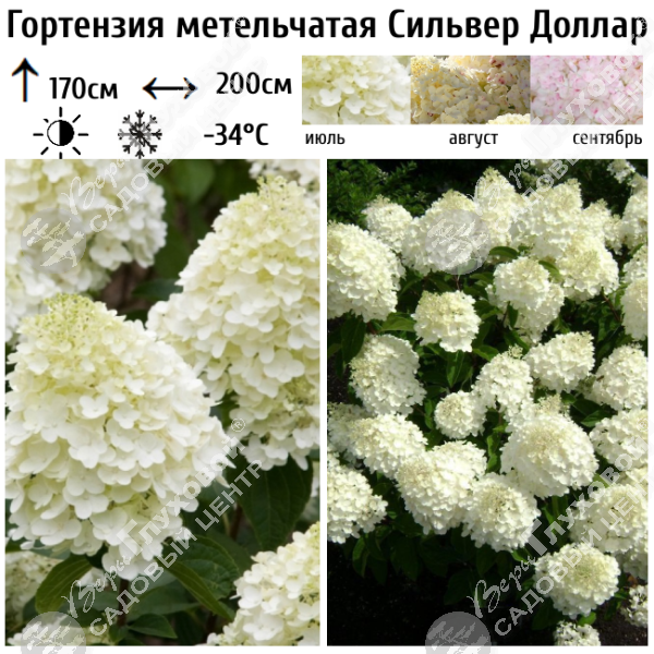 Гортензия метельчатая "Сильвер Доллар" на фото