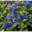 Медуница длиннолистная (Pulmonaria) 