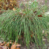Туя складчатая (Thuja plicata) Випкорд  С3 СП/24