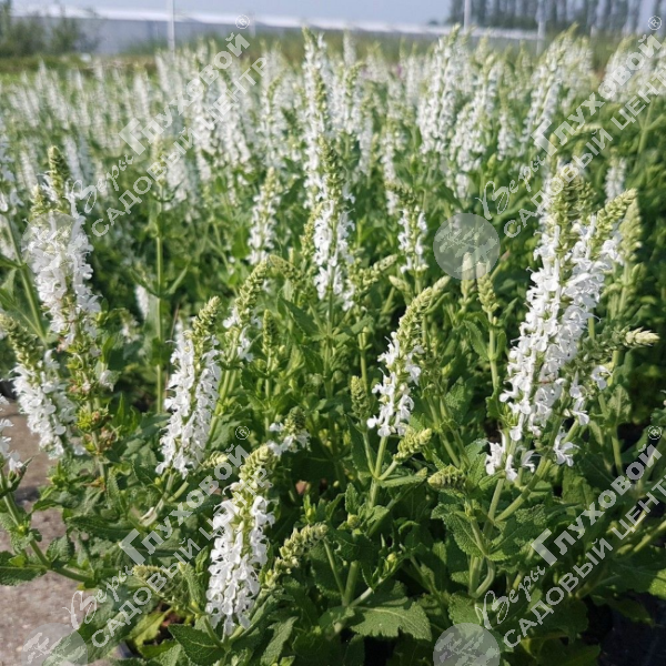 Котовник фассена "Альба" на фото