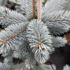 Ель колючая (Picea pungens) Роял Блю С3 СП/25