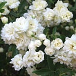 Роза банксианская 
