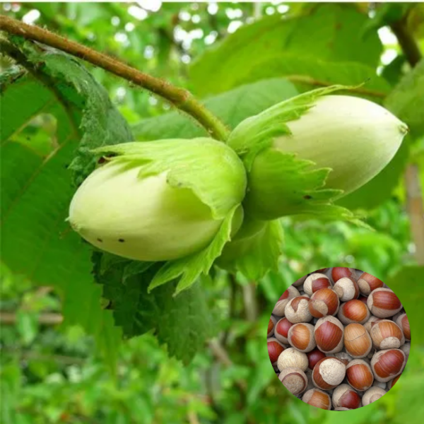 Основное изображение товара