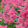 Астильба Арендса (Astilbe arendsii) Гранат С2 ГлХ/26